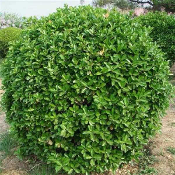Holly Pruning Time