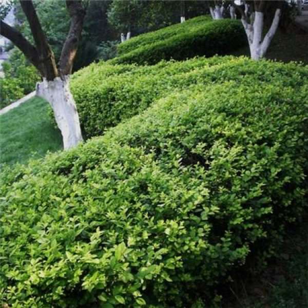 Ilex pruning