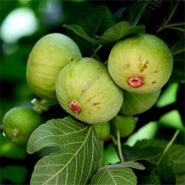 Picture of fig varieties