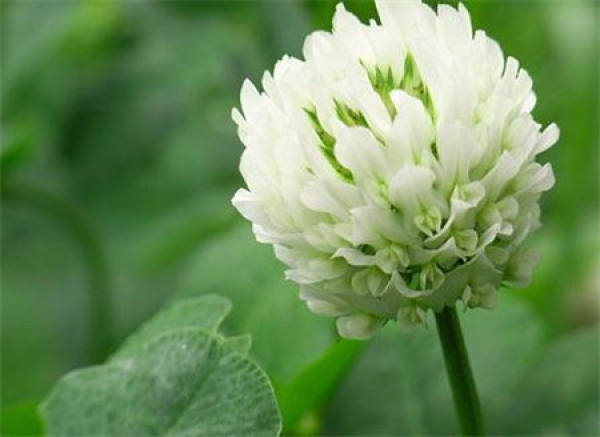 Trifolium repens seed planting pictures