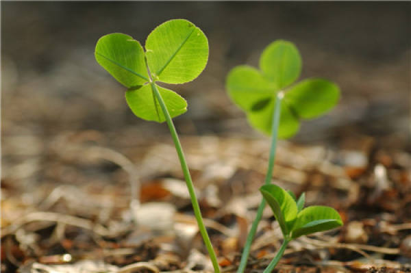 Trifolium repens seed planting pictures