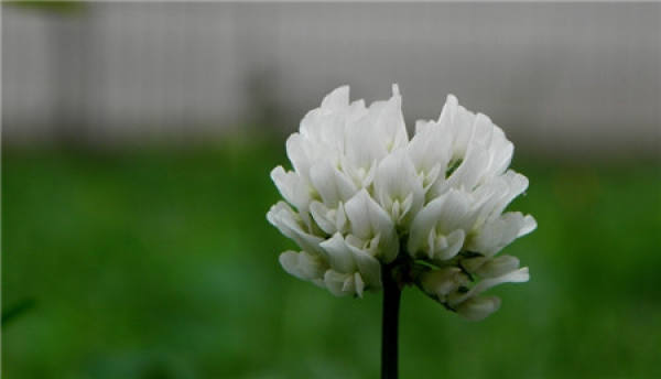 Photo of Trifolium repens seed planting