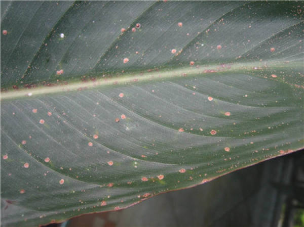 Strelitzia reginae disease map