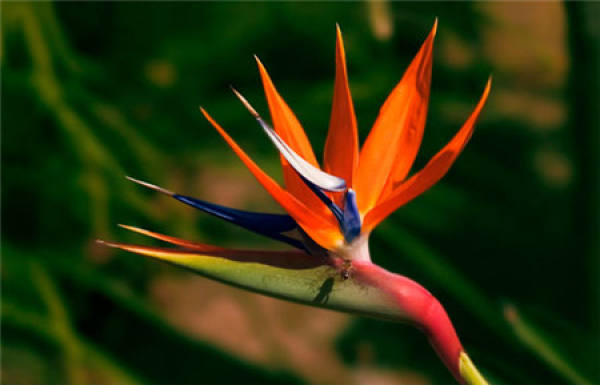 Strelitzia reginae disease map