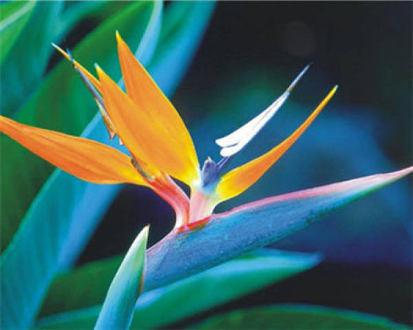 Strelitzia disease pictures