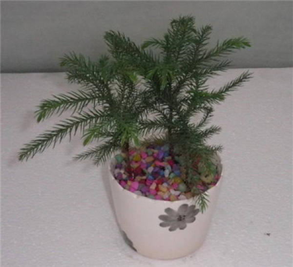 Araucaria transplanting map
