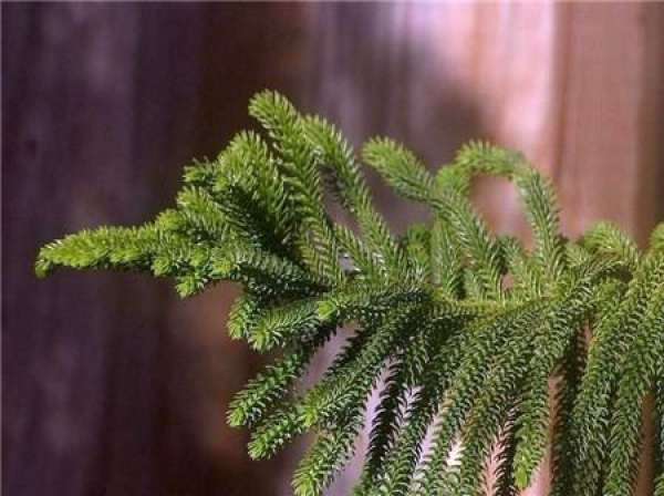 Araucaria transplanting map