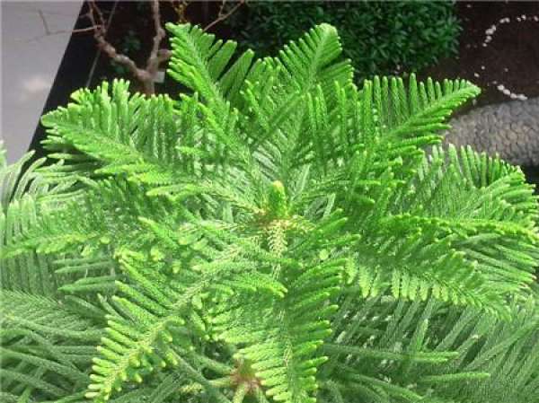 Araucaria pictures
