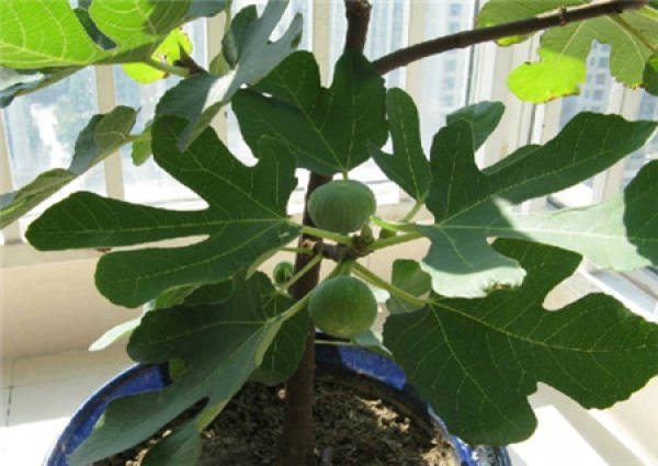 Figs Picture