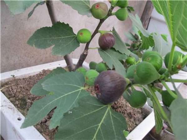 Figs Picture