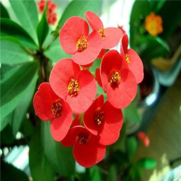Begonia semperflorens pictures