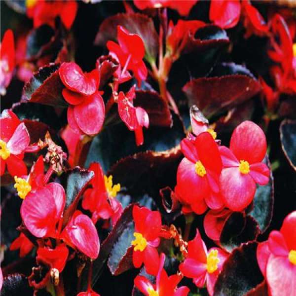 Illustration of Begonia semperflorens cuttings