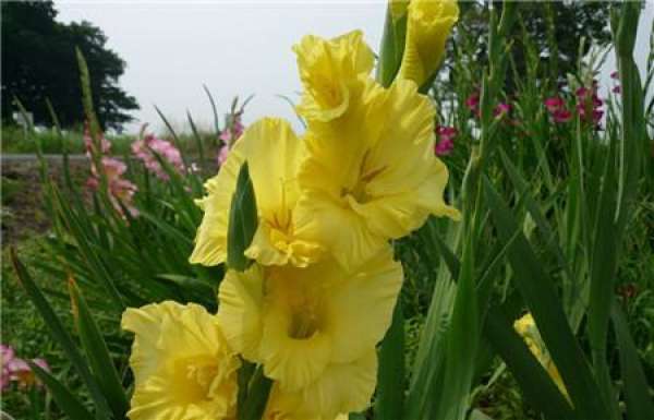 maintenance of Gladiolus in spring