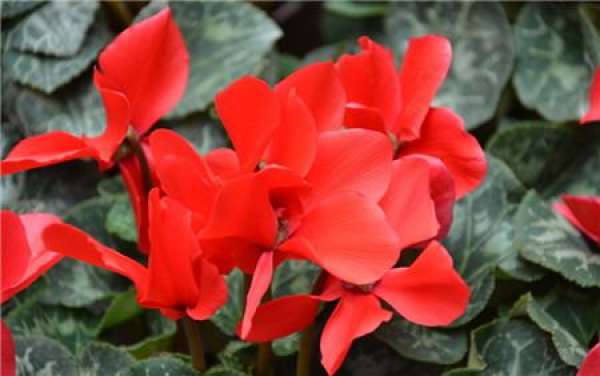 Spring Maintenance of Cyclamen