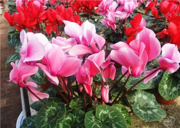 spring maintenance of Cyclamen