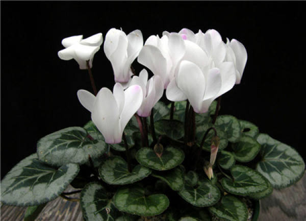 Maintenance of Cyclamen in Winter