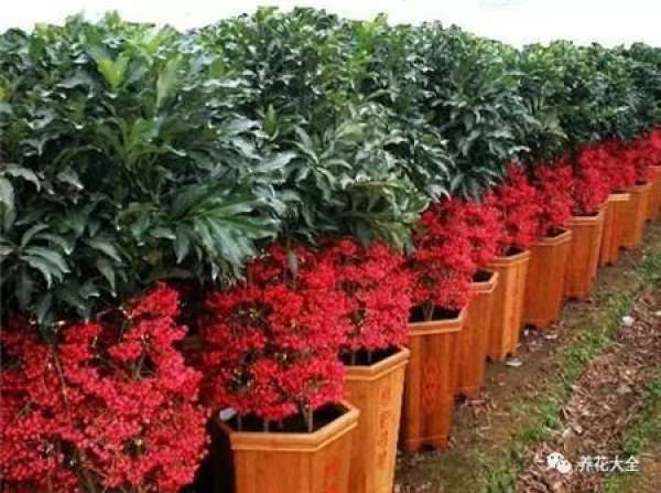 North American Holly