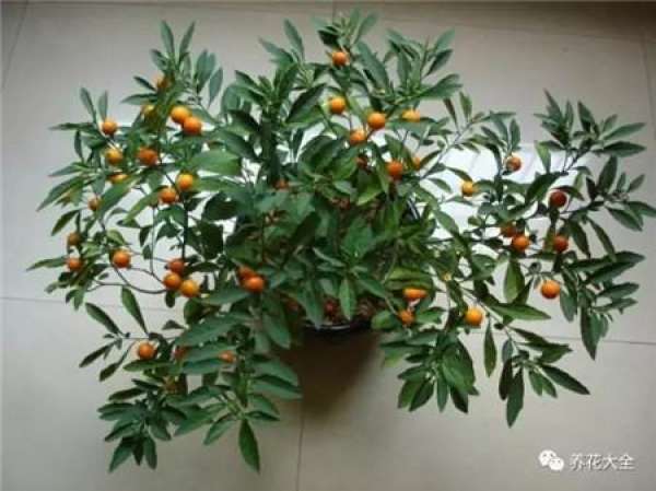 North American Holly