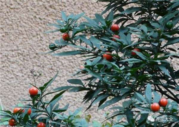 North American Holly