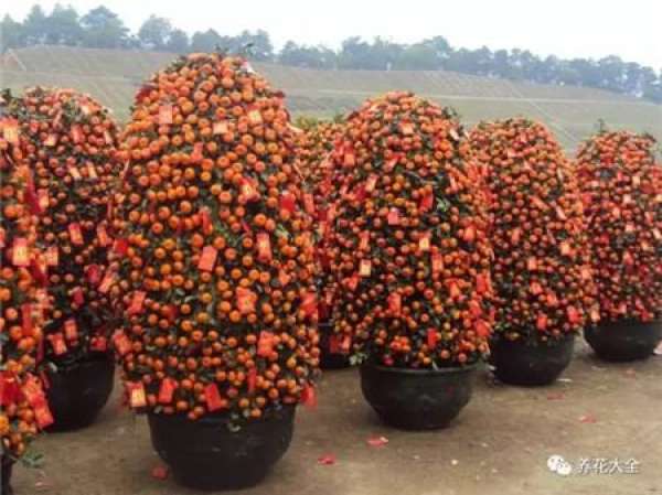 North American Holly