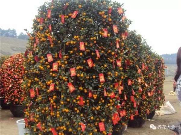 North American Holly
