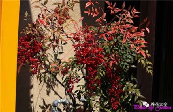 North American Holly