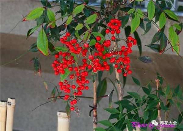 North American Holly