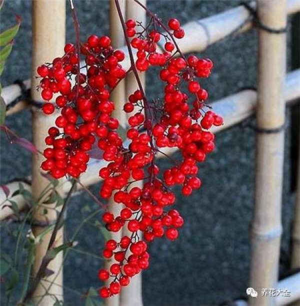 North American Holly