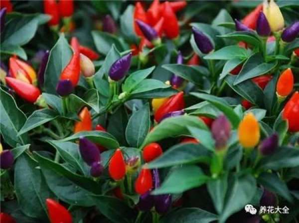 North American Holly