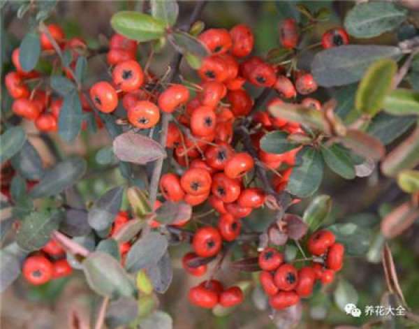 Holly