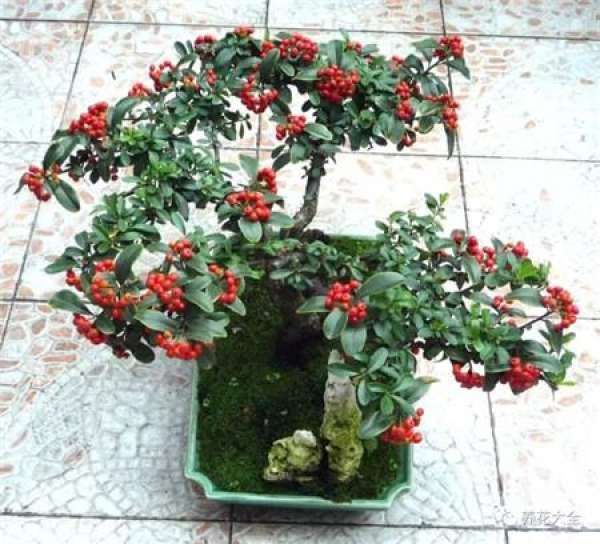Pyracantha