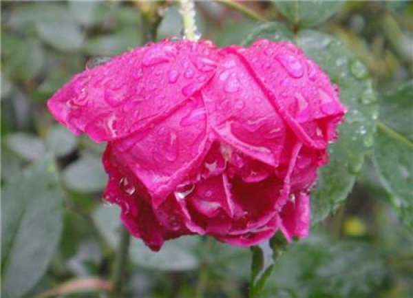 The benefits of Chinese rose in the rain