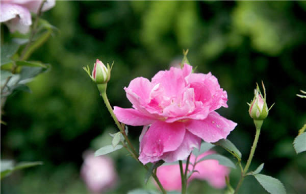 Points for attention of Chinese rose in the rain