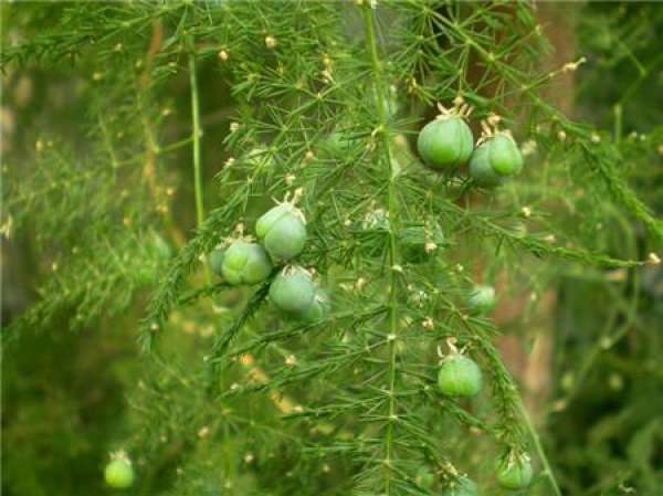 Mechanism of propagation of asparagus fern by sowing