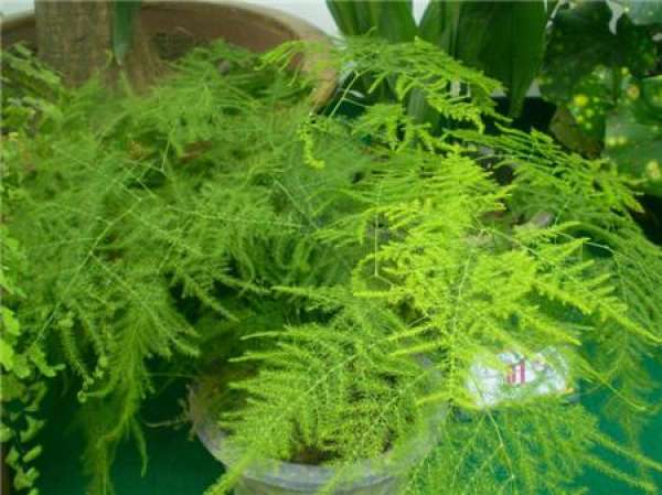 Reasons for non-germination of asparagus fern