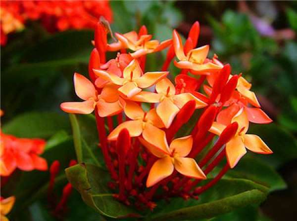 Spring and autumn watering method for xiandan flower