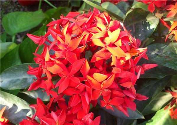 Spring and autumn watering method for xiandan flower