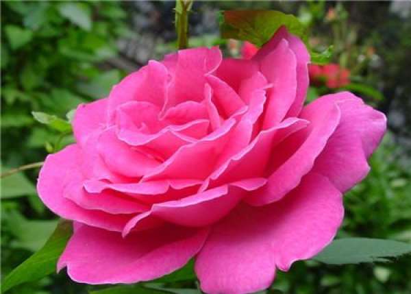 How does Chinese rose flower blind branch want to do?