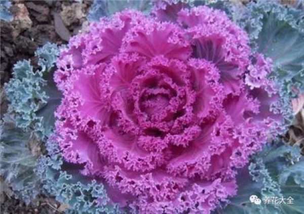 Kale