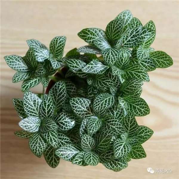 Kale