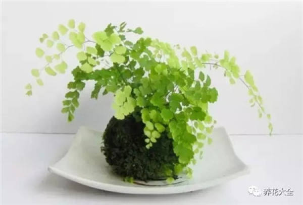 Kale