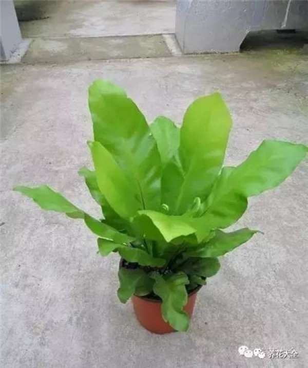 Kale