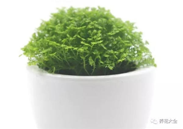 Kale