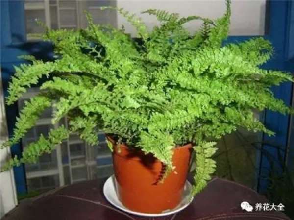 Kale