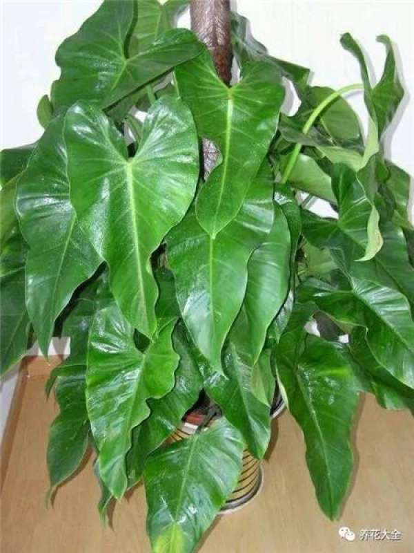Kale