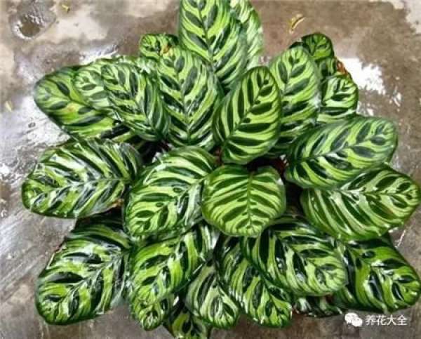 Kale