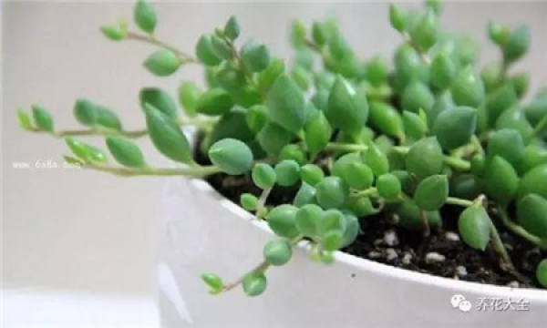 Kale
