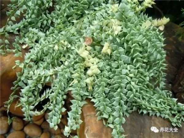 Kale