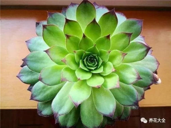 Kale