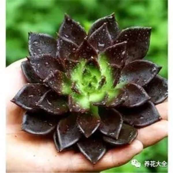 Kale